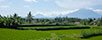 Puri Nirwana - Rice Field